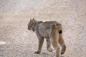 lince de las montañas rocosas foto