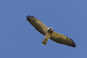 Swainson Hawk in flight photo