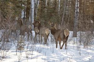 Elk in Winter photo