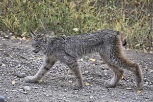 lince de las montañas rocosas foto