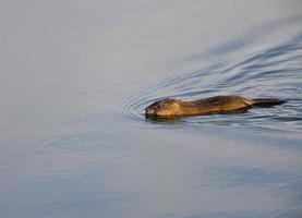 rata almizclera nadando en invierno foto