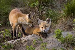 Fox Kits at Play photo