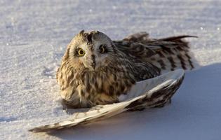 Injured Short Eared Owl photo