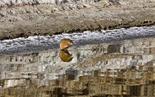 Musk Rat on Northern River photo