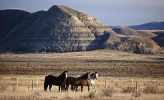 badlands canadá saskatchewan foto