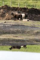 Sheep in Pasture photo