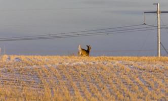 Prairie Deer at Sunset photo