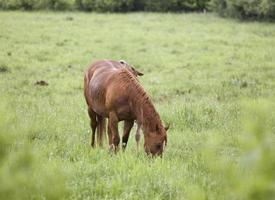 Horses in Pasture photo