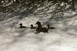 Sillouette ducks in a pond photo