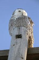 Snowy Owl on Pole photo