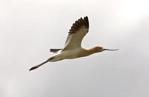 Avocet in Saskatchewan Canada in flight photo