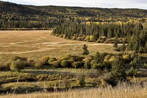 colores de otoño cypress hills canadá foto