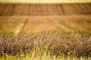 Prairie Scene Saskatchewan photo