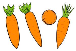 Carrot set. Fresh carrots and slices. In a cartoon style. vector