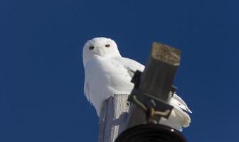 Snowy Owl on Pole photo