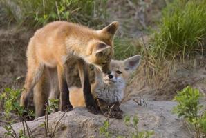 Young Fox Kit photo