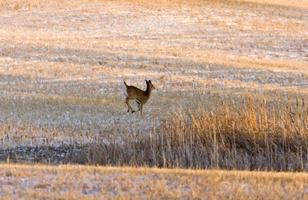 Prairie Deer at Sunset photo