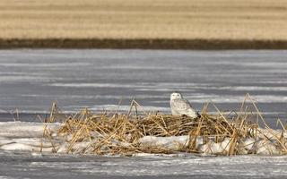 Snowy Owl Perched FrozenPond photo