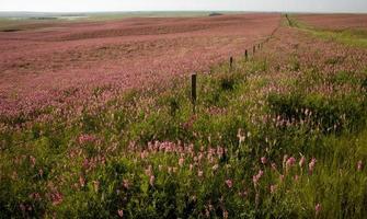 Pink flower alfalfa photo