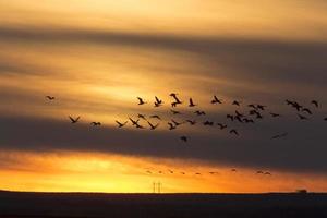 gansos en vuelo puesta de sol foto