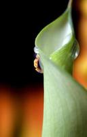 Close up lily water drop photo