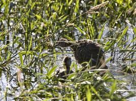 Grebe at nest with babies photo