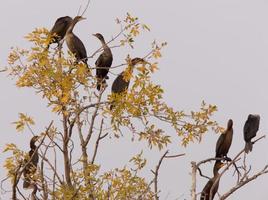 Cormorants in tree Saskatchewan photo