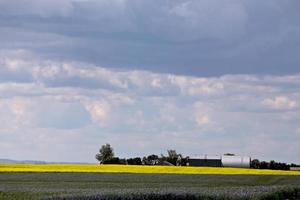 cultivo de lino y canola foto