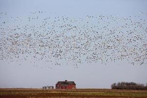Swarm of Snow Geese photo