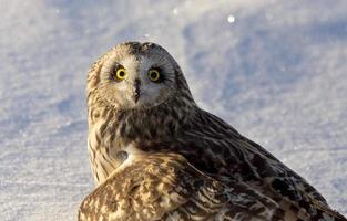 Injured Short Eared Owl photo