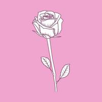 Rose Outline on Pink Background vector