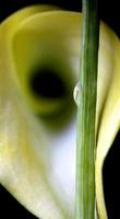 Close up lily water drop photo