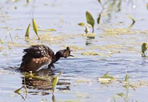 Grebe with Babies photo