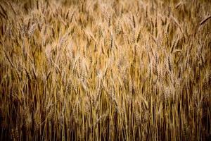 Close up ripened wheat photo