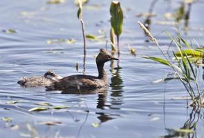 Grebe with Babies photo