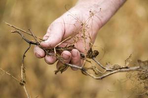 Pea Crop Harvest photo