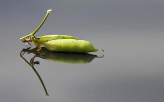 cosecha de guisantes foto