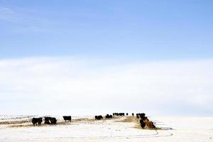 Cattle in Winter photo