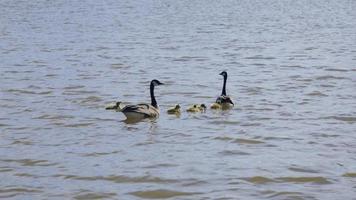 oche canadesi sull'acqua con la covata. le oche del Canada vivono in moltissimi habitat vicino all'acqua, ai campi erbosi e ai campi di grano. video