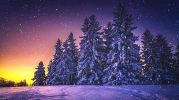 ambient video på jultema. omgivande vinterscen med följande snö och träd. dess syfte är att skapa en lugnande och behaglig miljö genom att använda bilder