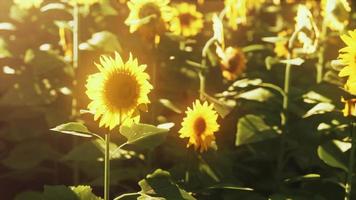 veel felgele grote zonnebloemen in plantagevelden bij avondzonsondergang video
