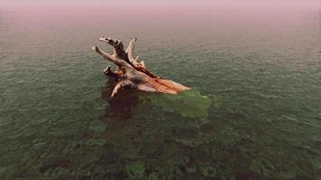 ramas de árboles muertos en el agua con niebla video