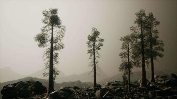 Le brouillard 8k cache la haute forêt dans les montagnes video