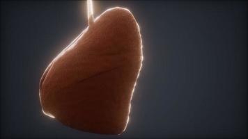 loop 3d rendered medically accurate animation of the human lung video