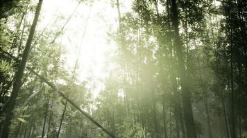 bosque de bambu arashiyama ventoso e tranquilo video