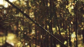 Green bamboo forest in Hawaii video