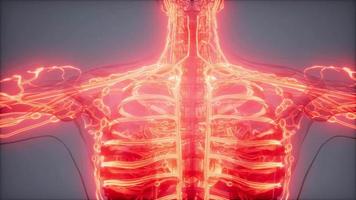 Blutgefäße des menschlichen Körpers video