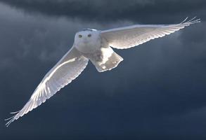 Snowy Owl in Flight photo