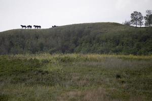 Horses on Ridge photo