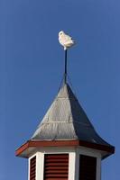 Snowy Owl on Barn photo